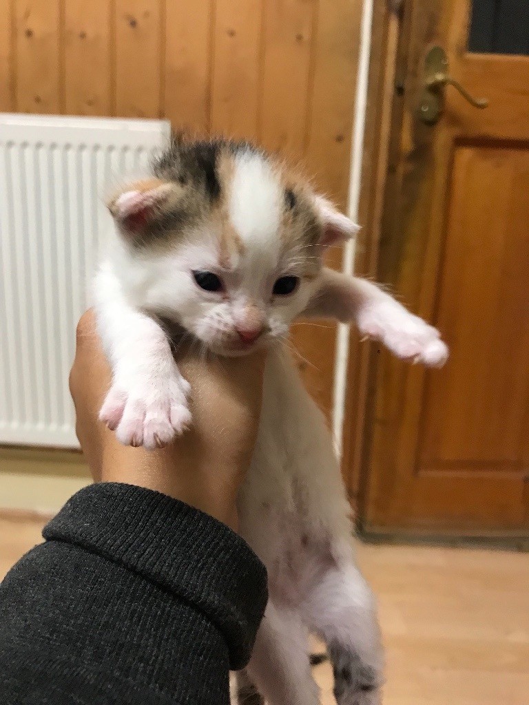 kittens for sale in small heath